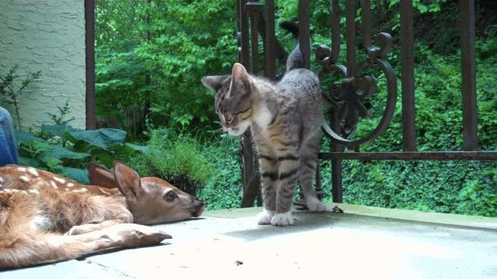 Kitten Will Do Whatever It Takes To Get Baby Deer's Attention - The Dodo