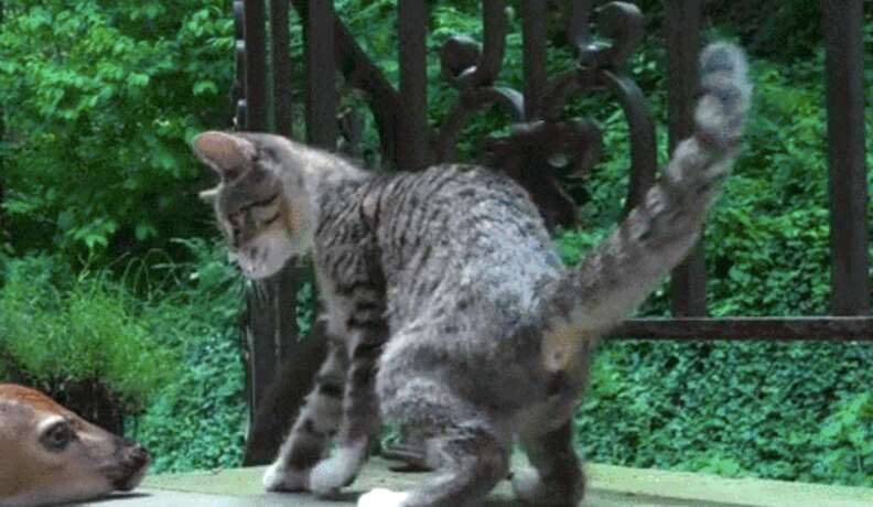 Kitten Will Do Whatever It Takes To Get Baby Deer's Attention - The Dodo