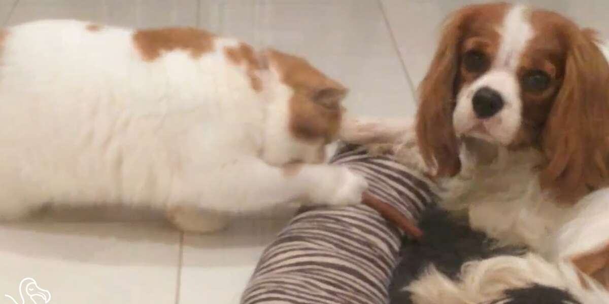 WATCH Cats Stealing Dog Treats The Dodo