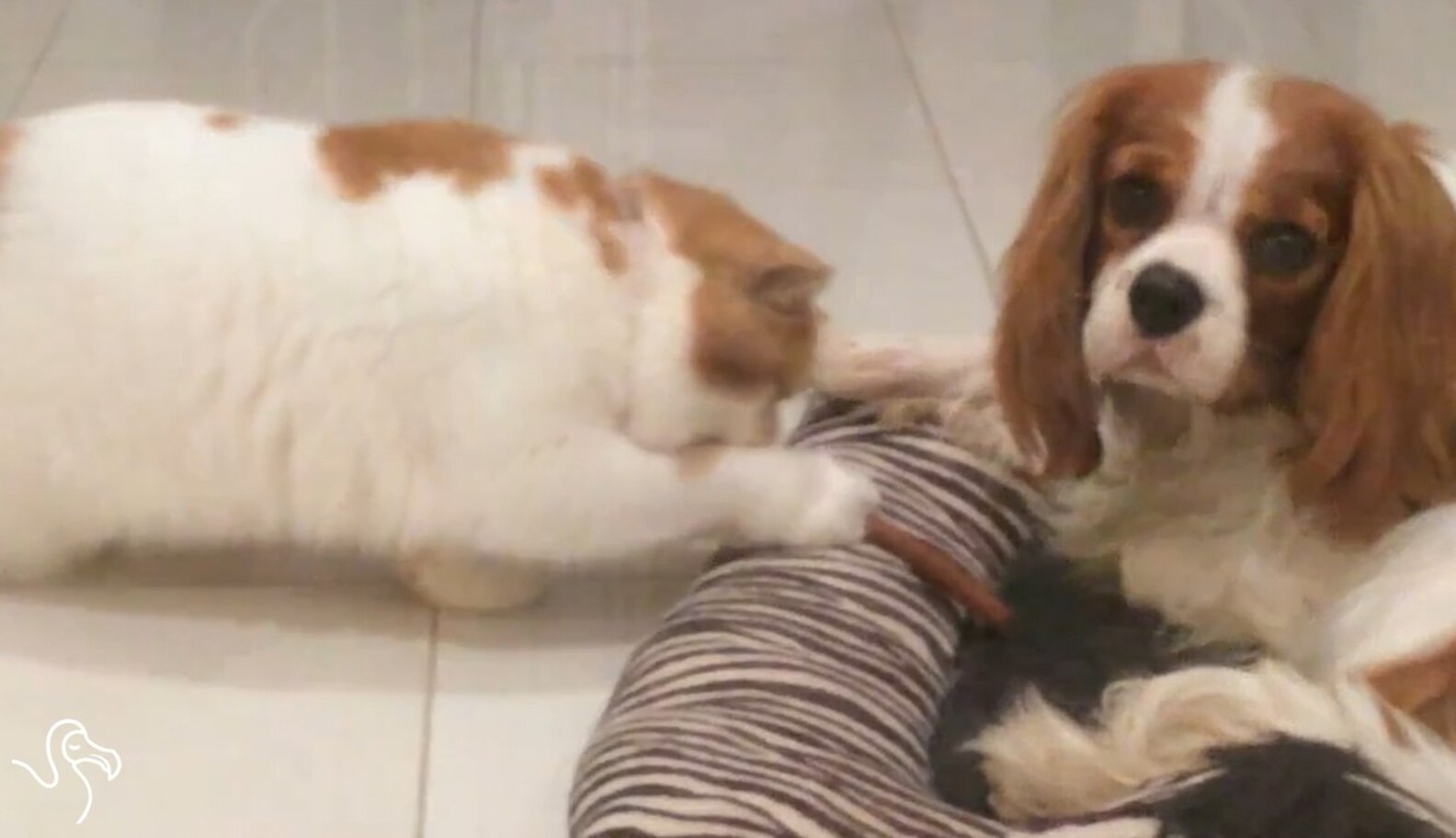 WATCH Cats Stealing Dog Treats The Dodo