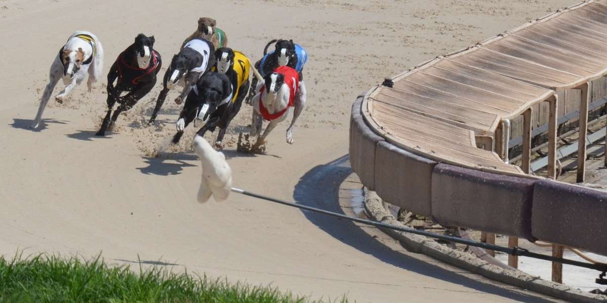 are greyhounds faster than race horses