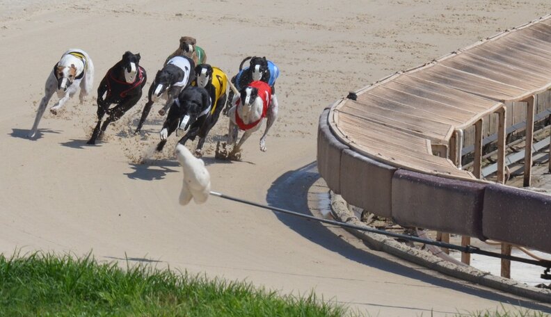 Greyhound Racing Officials Booted Amid Shocking Abuse Scandal - The Dodo