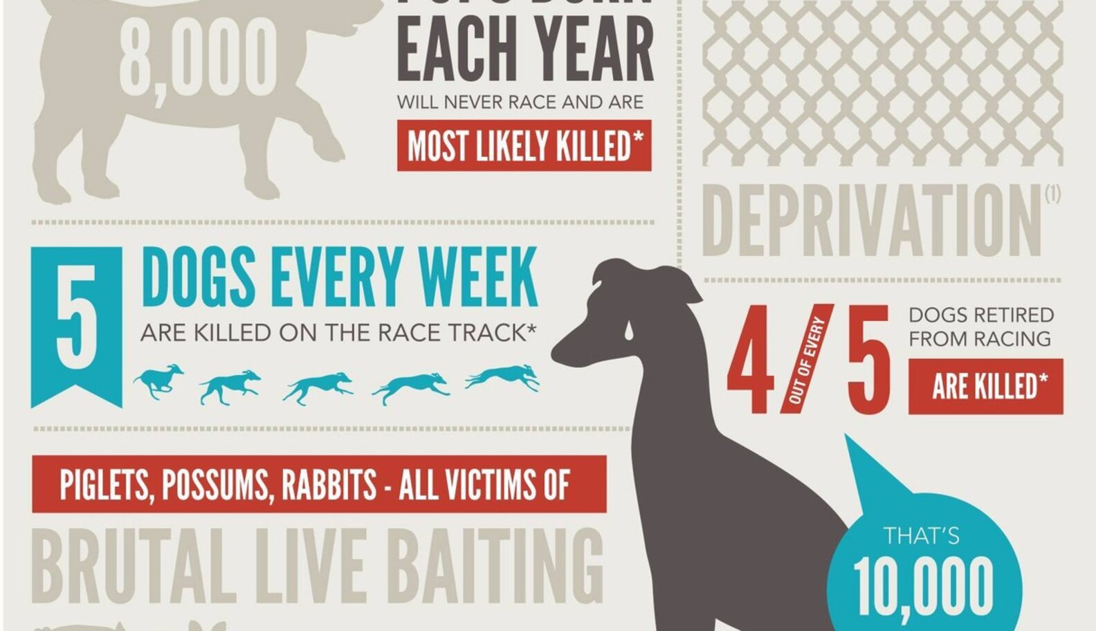Greyhound Racing Officials Booted Amid Shocking Abuse Scandal - The Dodo