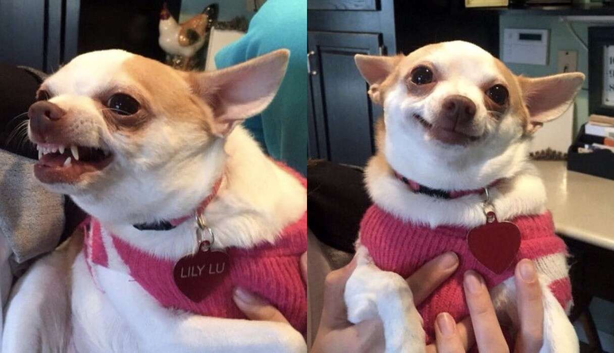 Your Dog Really Does Get How You Feel, Scientists Say - The Dodo