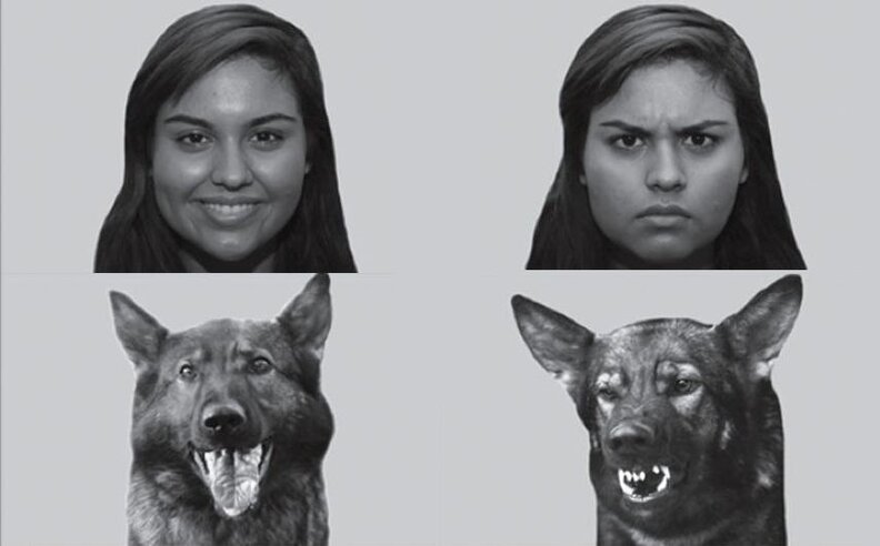 Your Dog Really Does Get How You Feel, Scientists Say - The Dodo