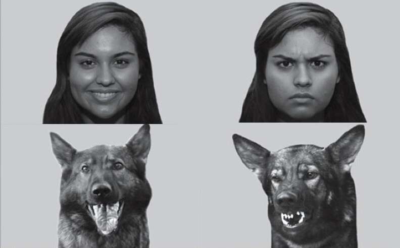 Humans Dogs Effect Your Dog Really Does Get How You Feel, Scientists Say - The Dodo