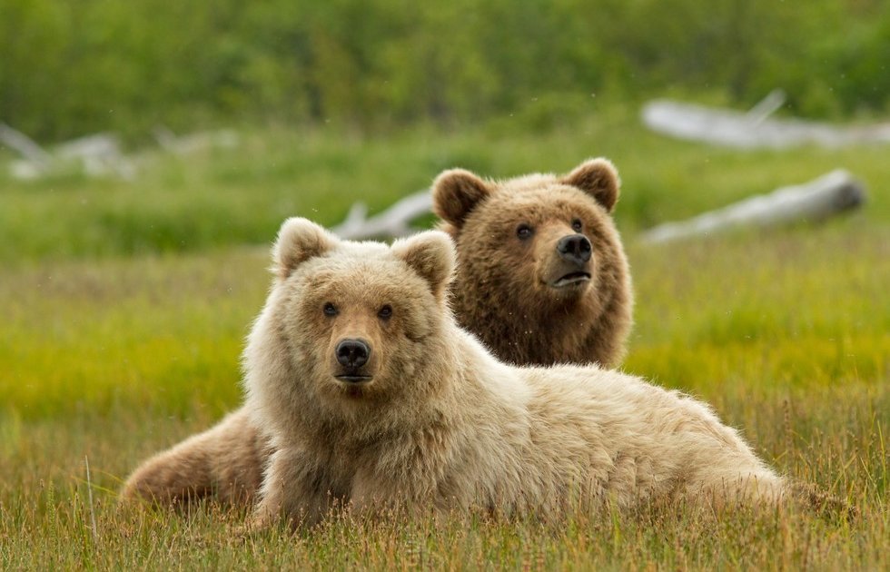 brown-bears-are-the-most-widely-distributed-species-of-bear-in-the