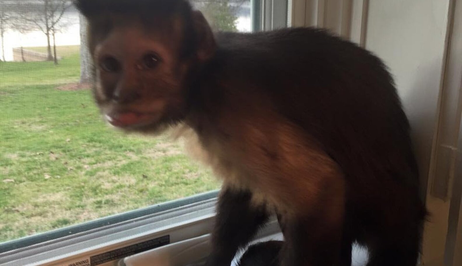 Abandoned Toothless Monkey Gets A Cozy New Home — And A Girlfriend ...