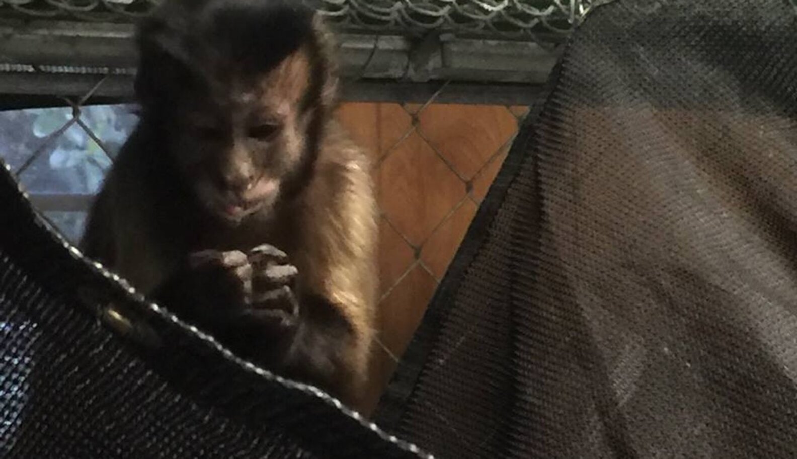 Abandoned Toothless Monkey Gets A Cozy New Home — And A Girlfriend ...