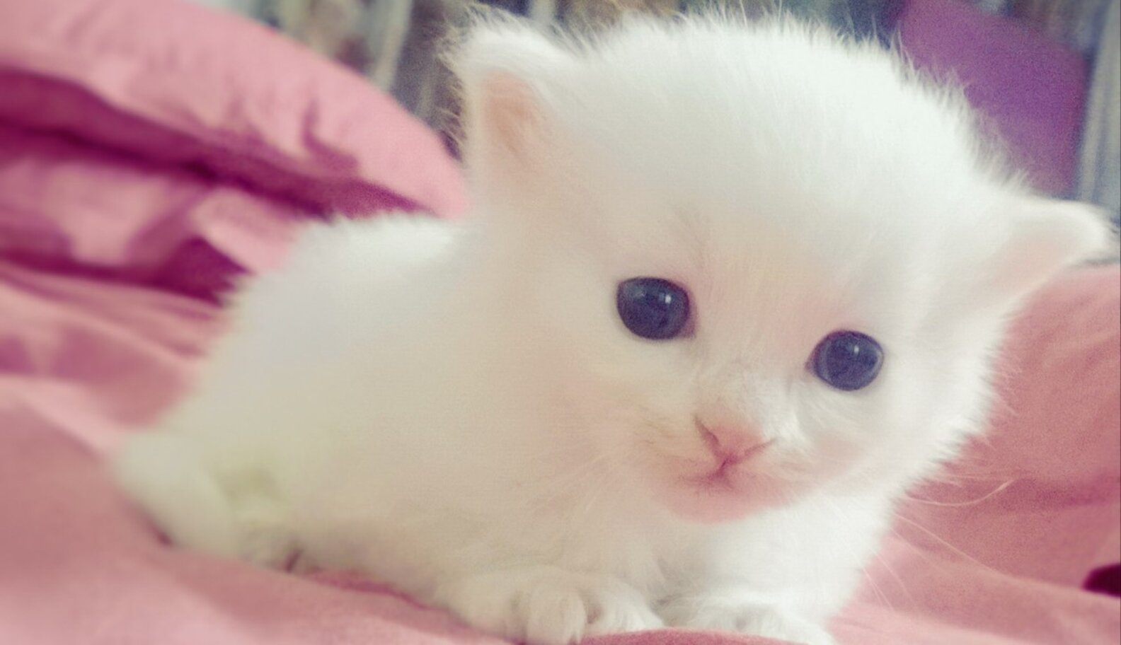 8 Wobbly Kittens Learning How To Walk The Dodo