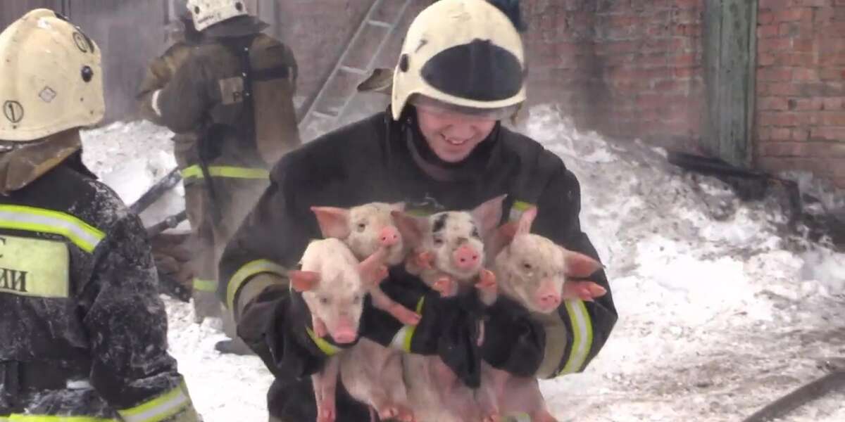 These Firefighters Risked Their Lives To Save An Animal - Videos - The Dodo