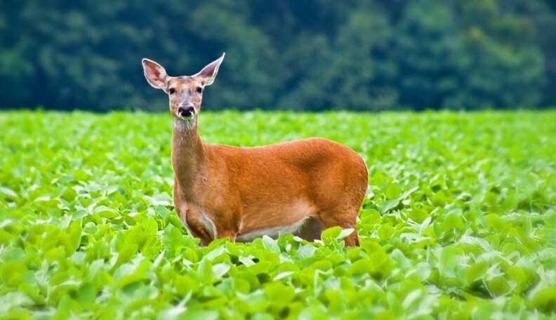 Female deer is clearance called