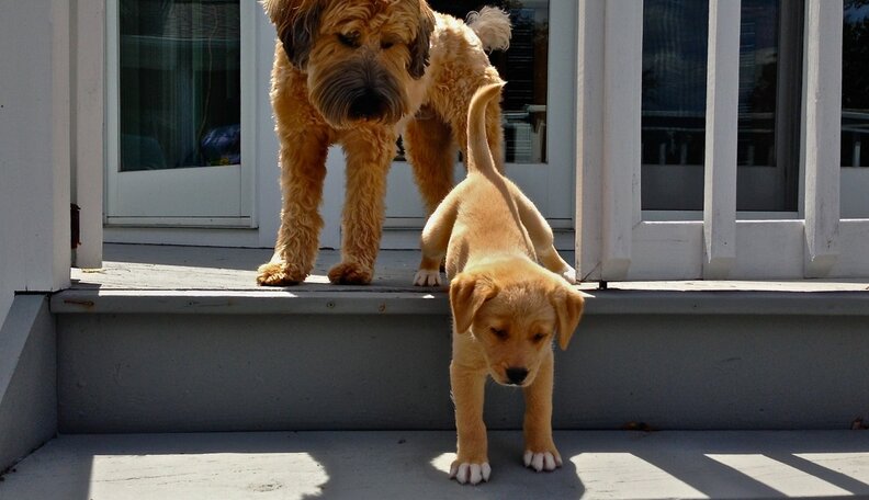 21 Pets Who Have A Complicated Relationship With Stairs The Dodo