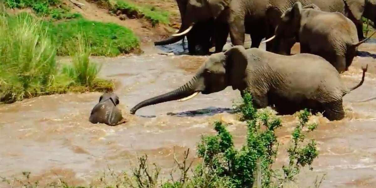 Family Rushes To Save Baby Elephant Who Was Washed Downstream - The Dodo