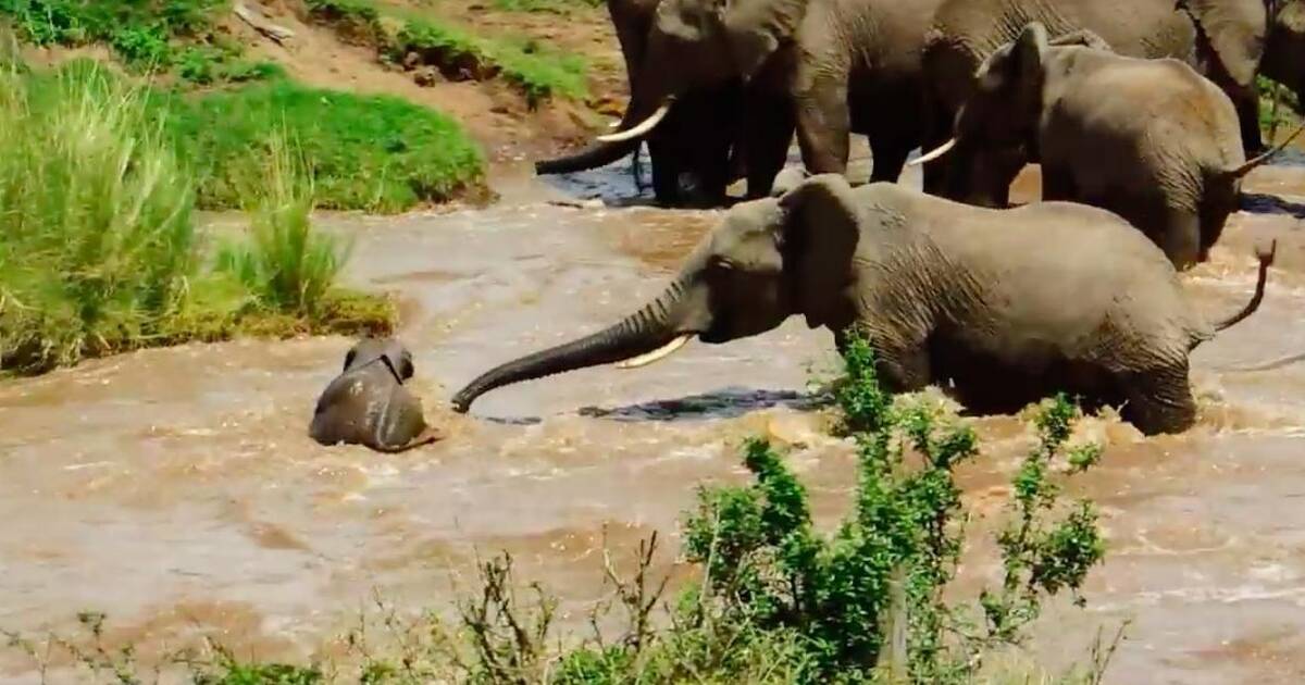 Family Rushes To Save Baby Elephant Who Was Washed Downstream - The Dodo