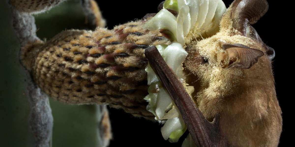 Unbelievable Photos Reveal The Work Of A Real Batman - The Dodo