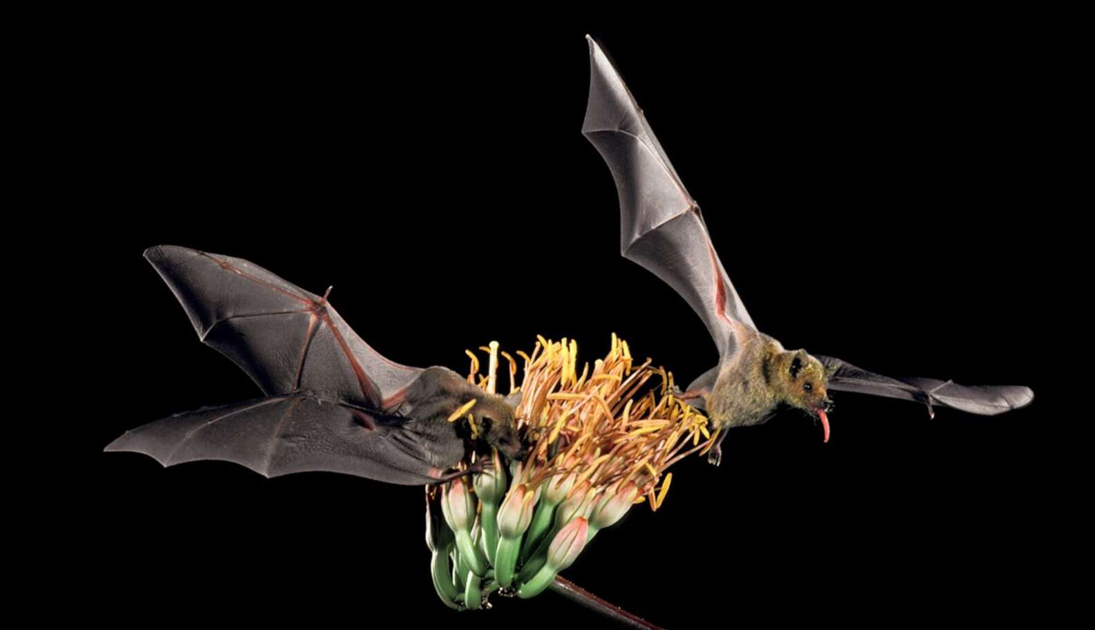 Unbelievable Photos Reveal The Work Of A Real Batman - The Dodo