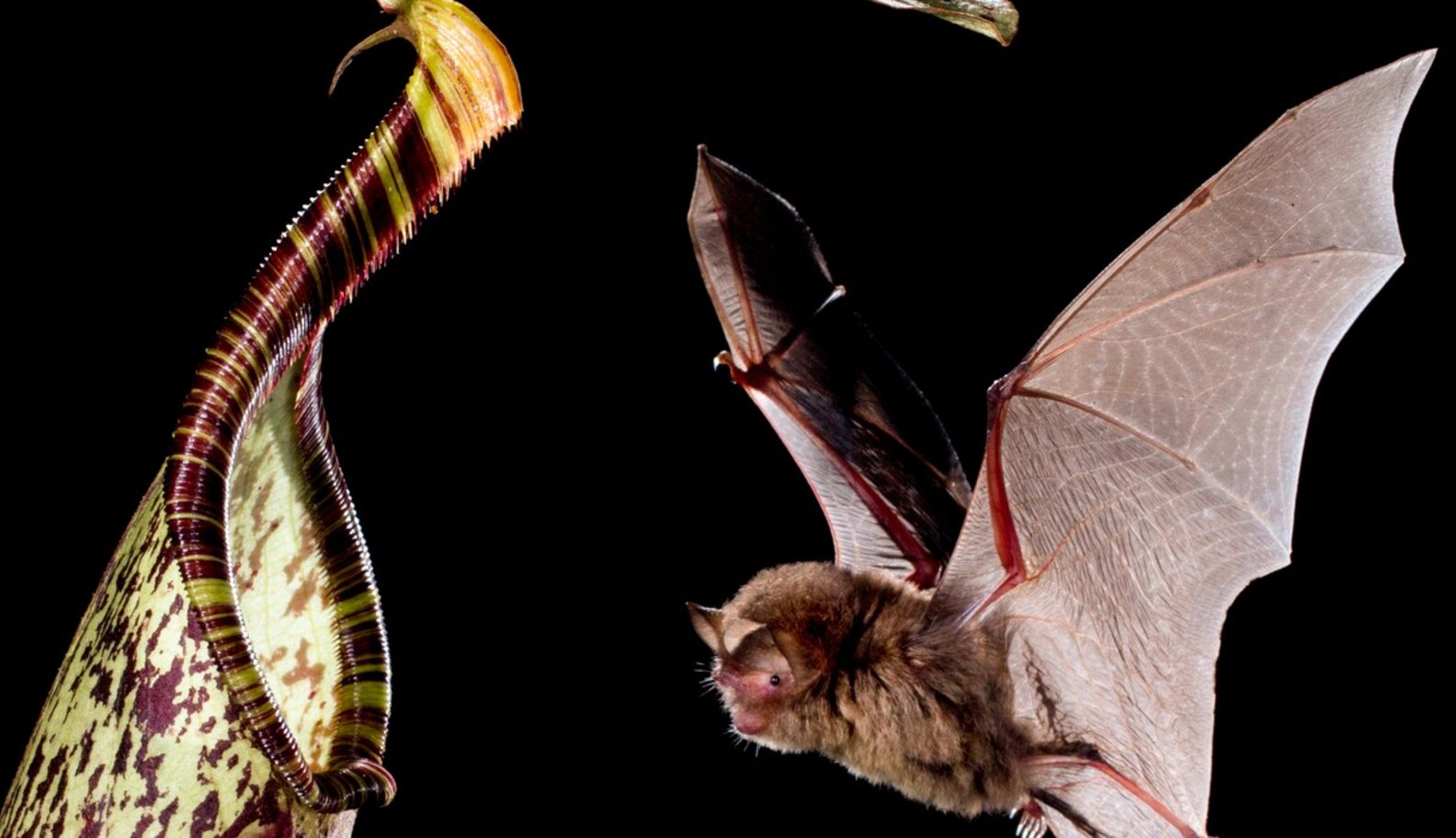 Unbelievable Photos Reveal The Work Of A Real Batman - The Dodo