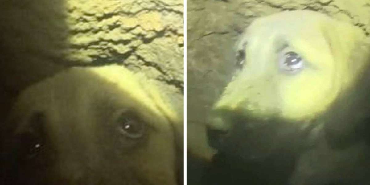 Puppy Trapped In Deep Well Rescued After 10 Days - The Dodo