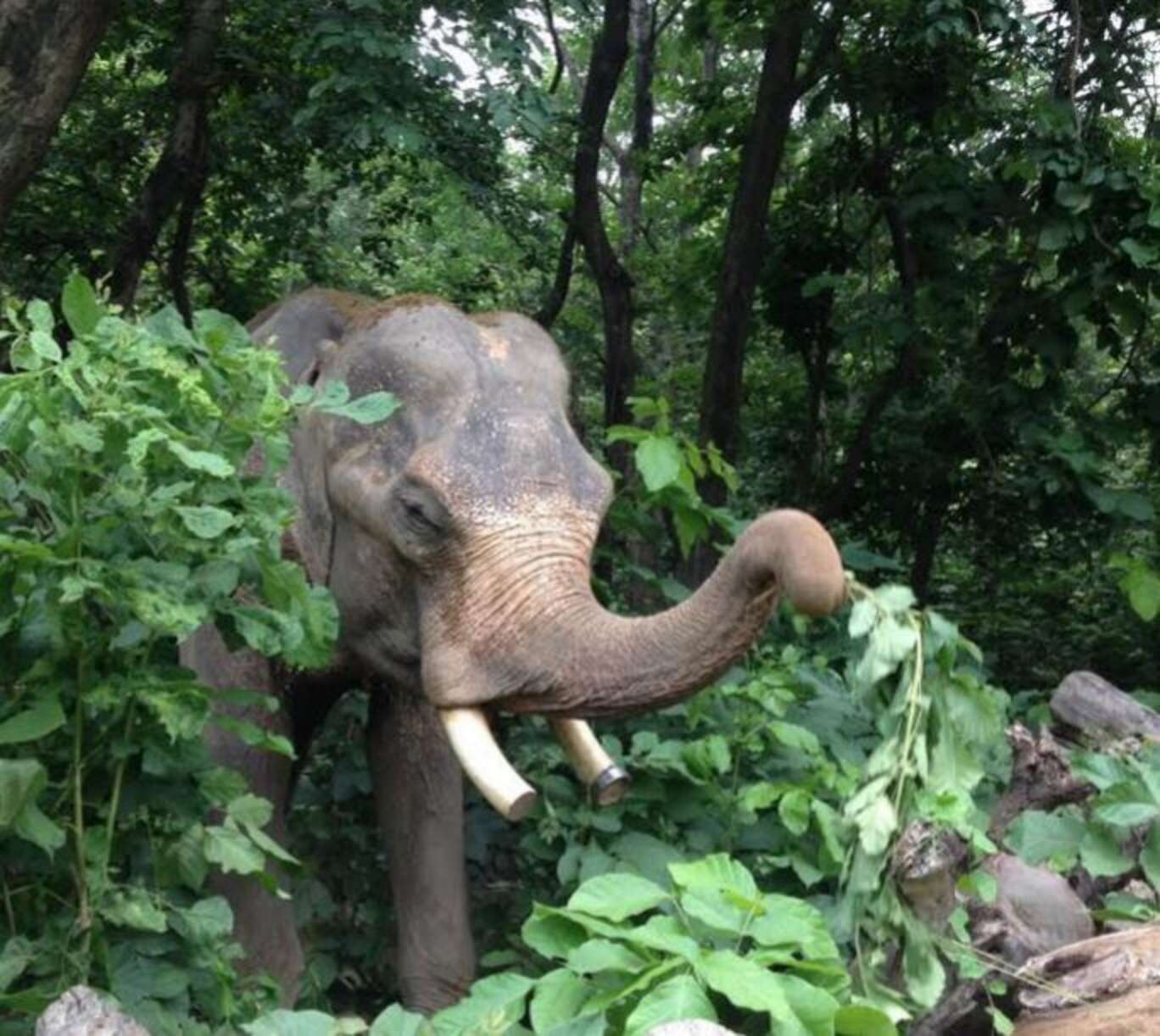 World's Unluckiest Elephant Is About To Be Set Free - The Dodo