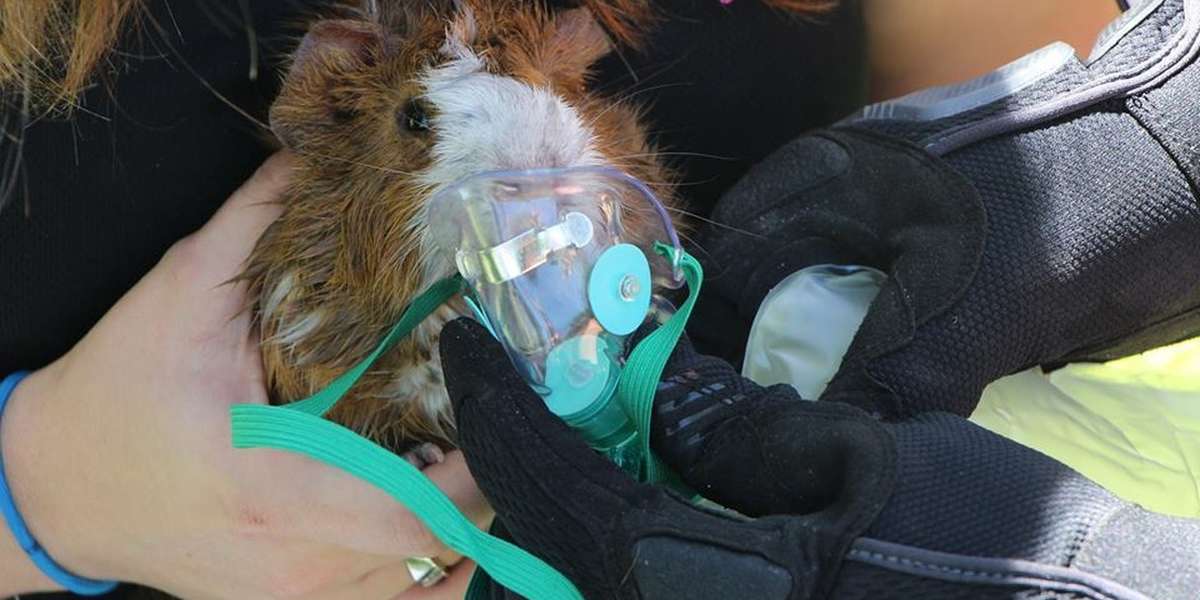 Firefighters Refuse To Let Guinea Pig Die In Burning House The Dodo
