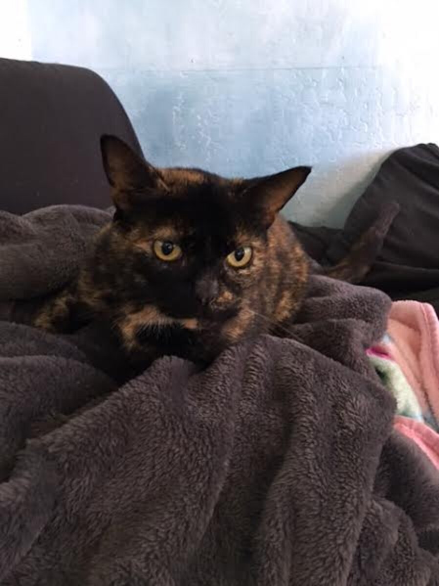 Lost Cat Reunites With Her Owner After 15 Years The Dodo