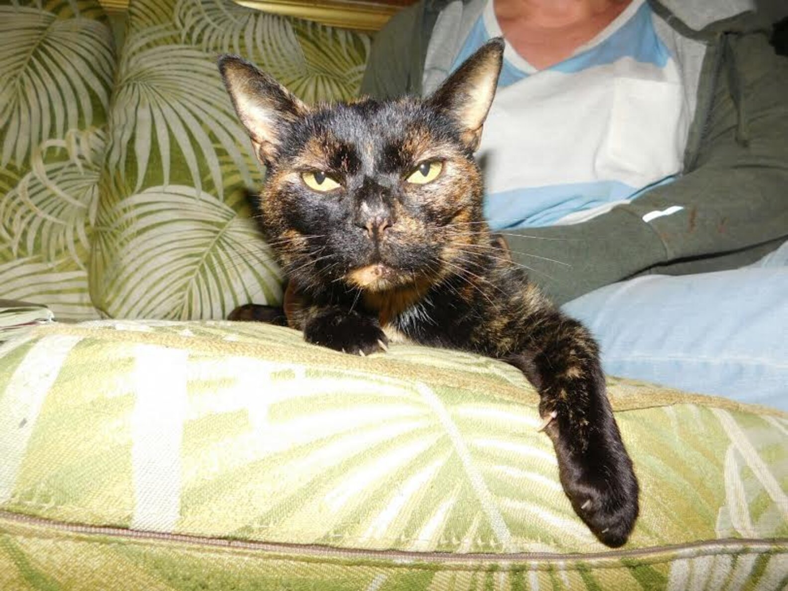 Lost Cat Reunites With Her Owner After 15 Years - The Dodo