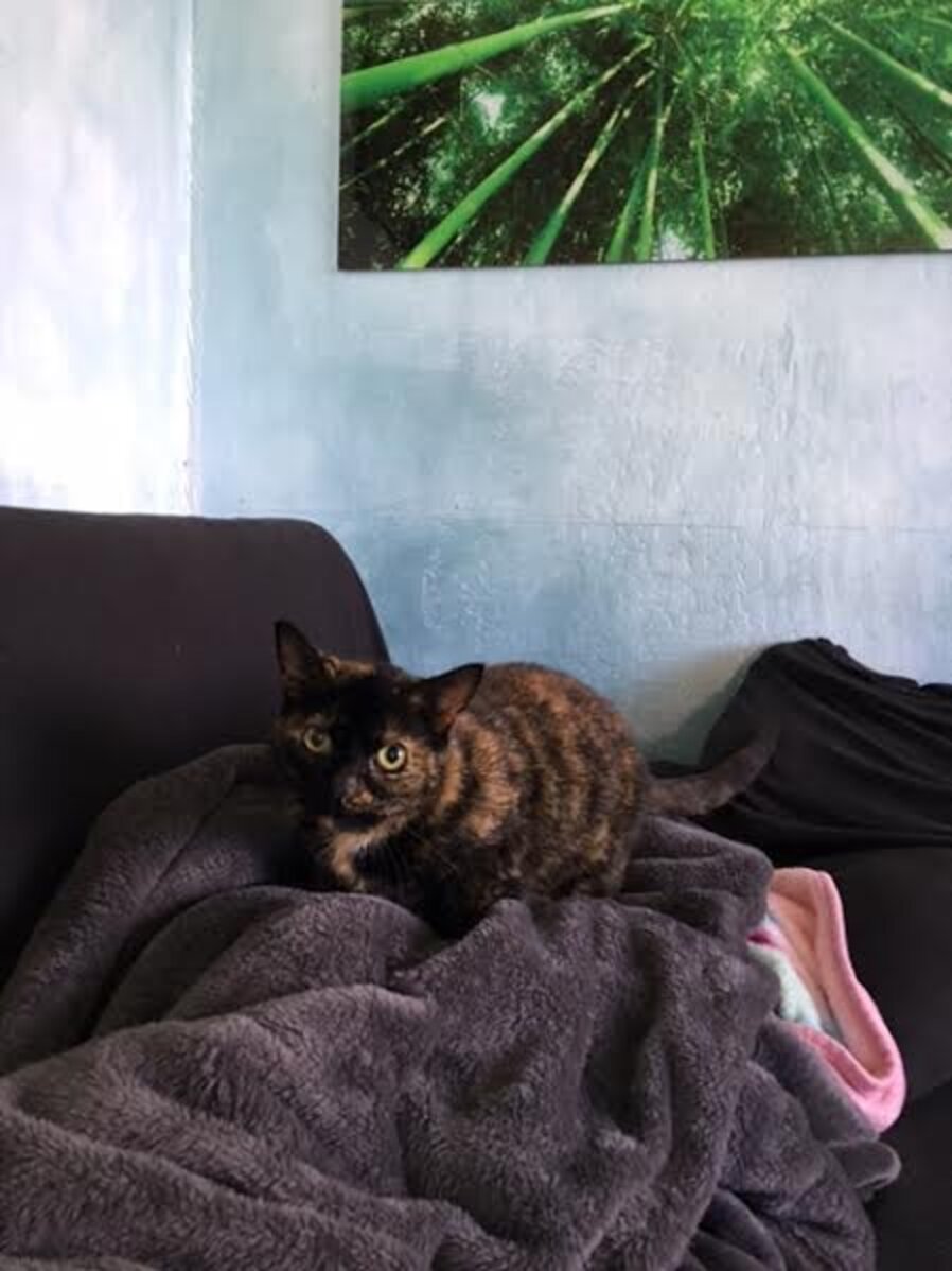 Lost Cat Reunites With Her Owner After 15 Years - The Dodo