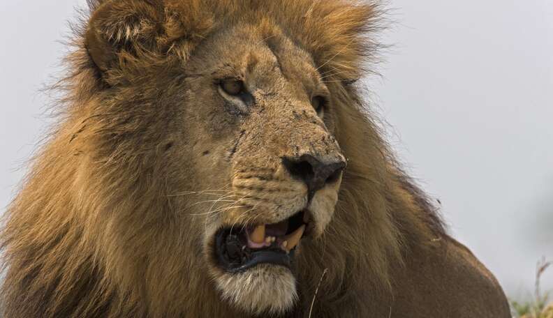 biggest lion in the world ever found