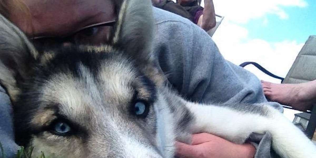 Dog Who Lived Alone In The Woods Helps His Mom With Her Anxiety Now ...