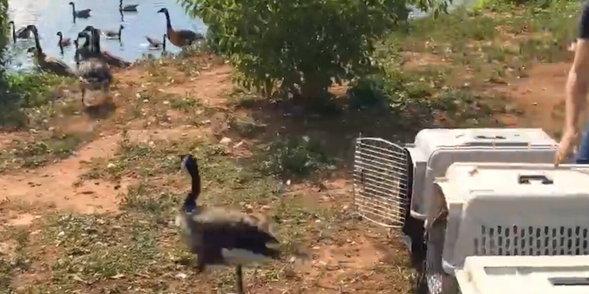 Animls Returning Rescued Animals Returning To The Wild - The Dodo