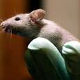 Mice Experiments Are Setting Back Ebola Treatment