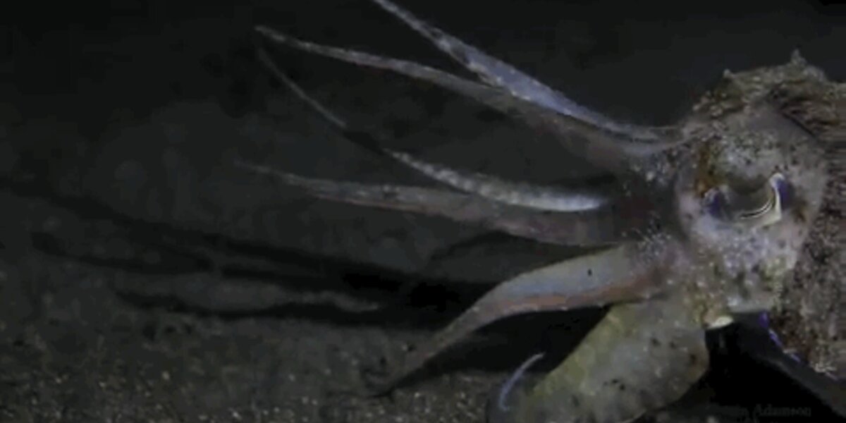 Головоногие моллюски чернила. Каракатица кальмар чернильный. Чернильный мешок головоногих моллюсков. Осьминог выпускает чернила. Каракатица выпускает чернила.