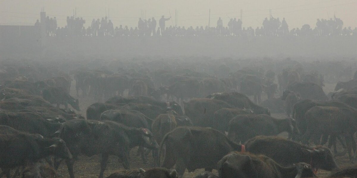 A Ritual Bloodbath in One of the Most Spiritually “Peaceful” Countries ...