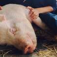Boy Defies School To Save Pig He Loves