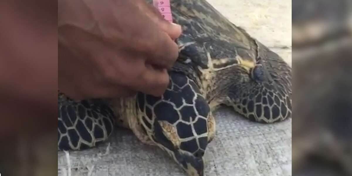 Sea Turtle Trapped In Fishing Net Runs Back Into The Ocean - The Dodo