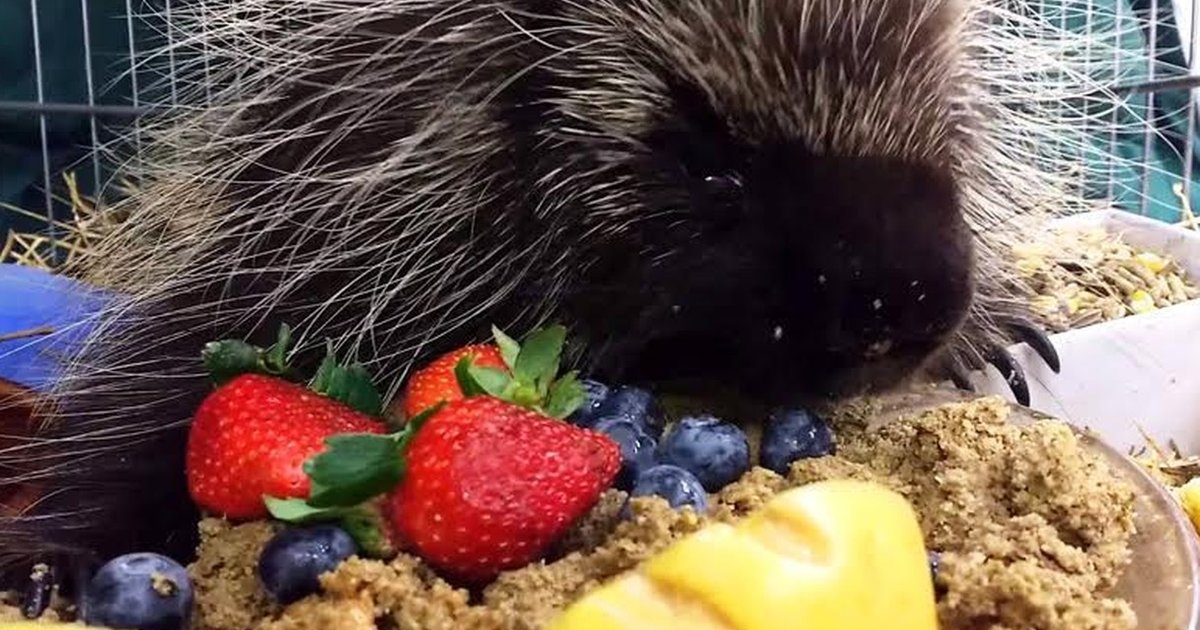 Porcupine Munching On Fruit Is Living His Best Life Ever The Dodo