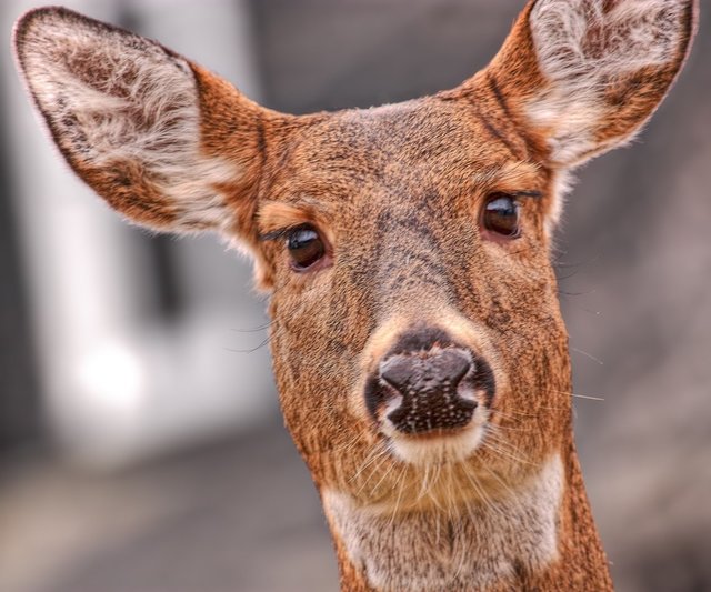 Buck Hunter Encounters Friendly Doe, Pets It The Dodo