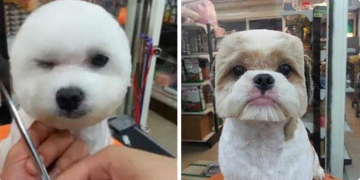 There’s a new trend to give dogs perfectly round or square haircuts