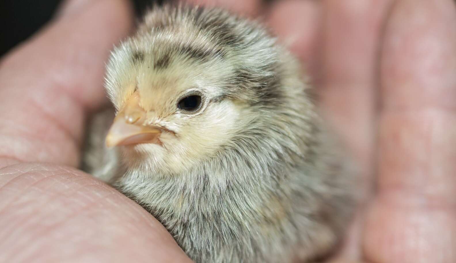 Breakthrough Discovery Could Save Billions Of Baby Chickens From ...