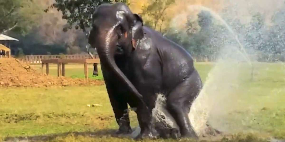 Rescued Elephant Keeps Breaking Her Sprinkler - The Dodo