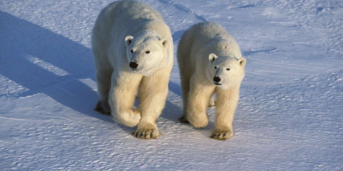 How To Help On #PolarBearDay - The Dodo