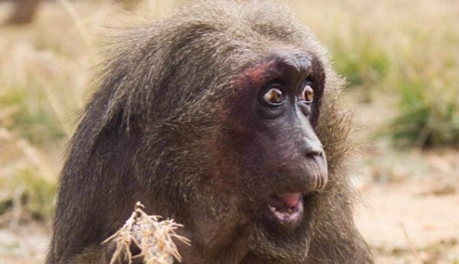Stump-tailed Macaque - The Dodo