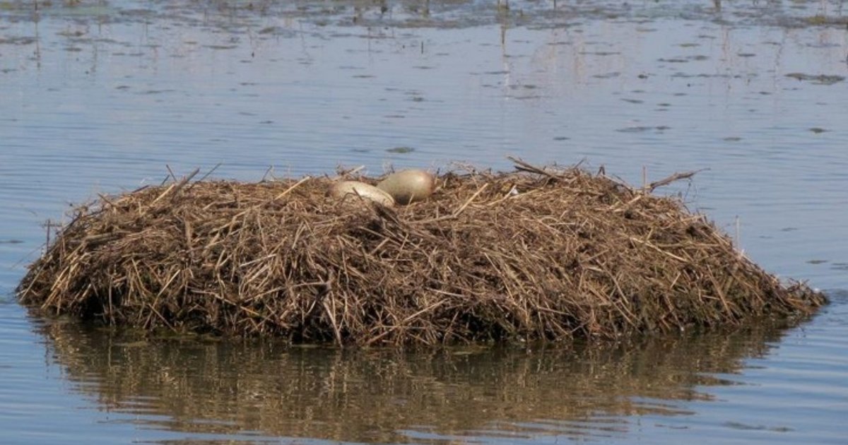 Whooping Cranes Lay Eggs In Louisiana For The First Time In 70 Years