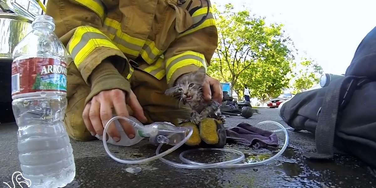 WATCH: Firefighters Rescuing Kittens - The Dodo