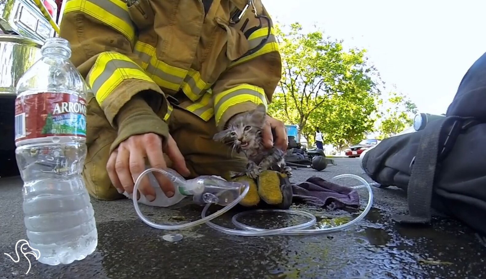 WATCH: Firefighters Rescuing Kittens - The Dodo