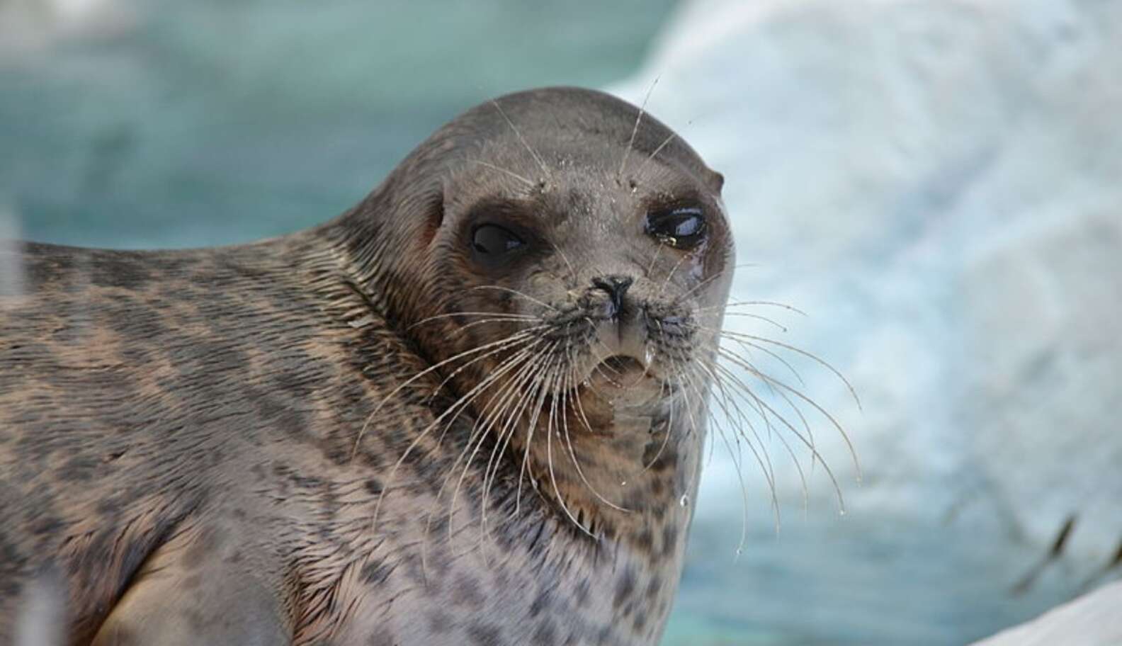 US Proposes Massive Protections For Ringed Seals - The Dodo