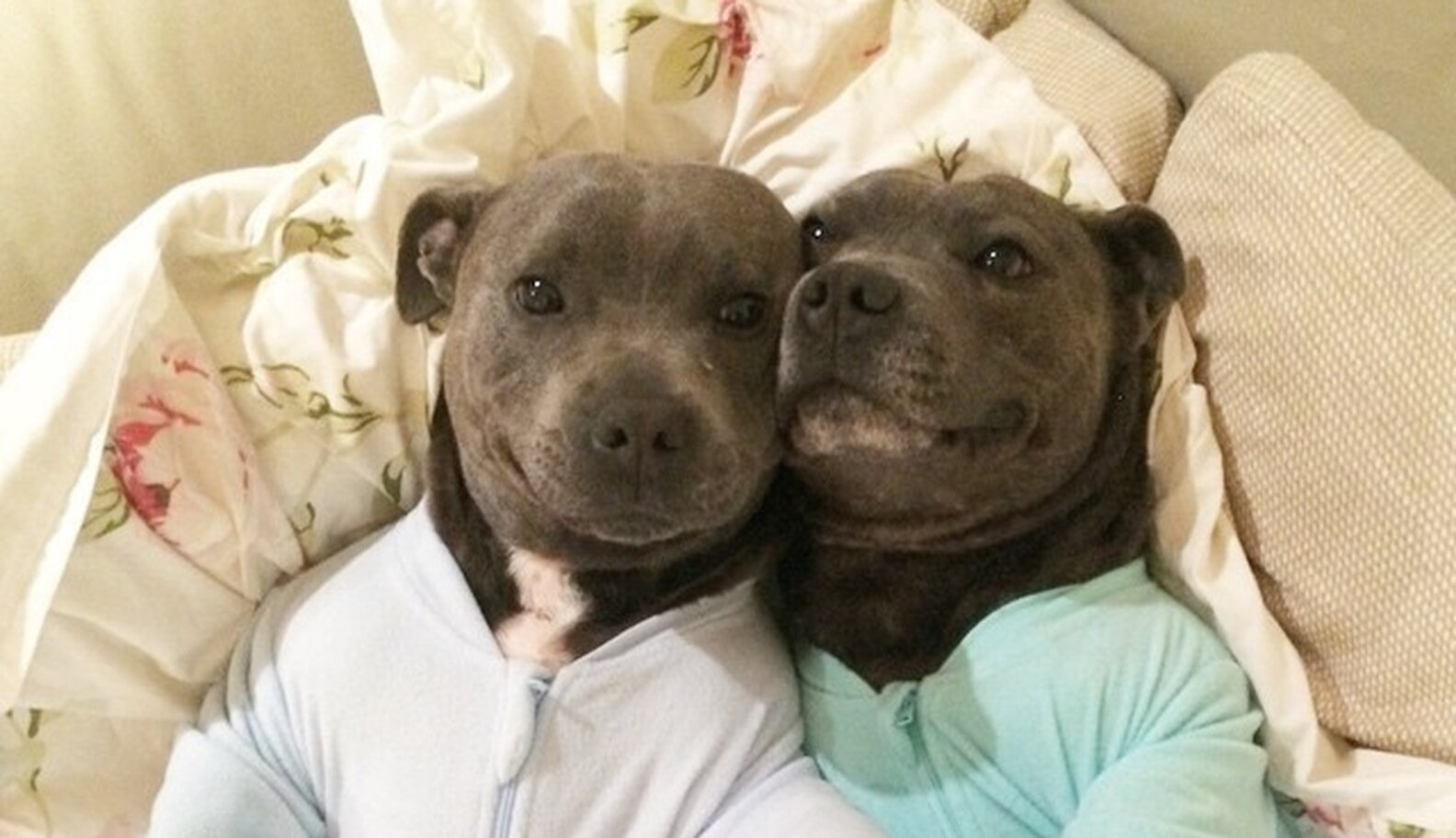 Pit Bull Photos That Prove They're The Snuggliest, Silliest, Coolest