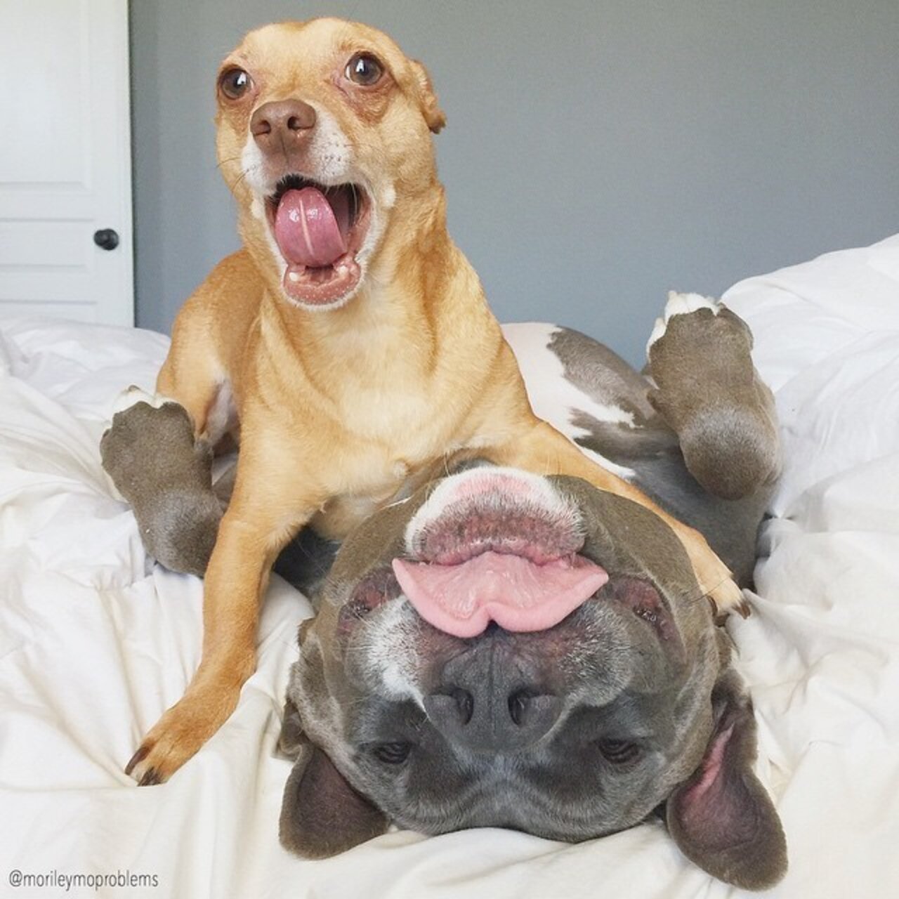 Pit Bull Photos That Prove They're The Snuggliest, Silliest, Coolest
