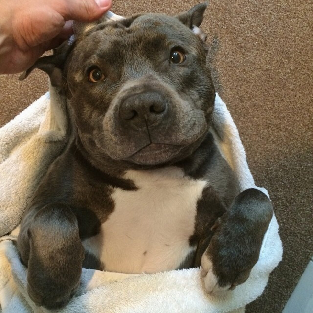 Pit Bull Photos That Prove They're The Snuggliest, Silliest, Coolest